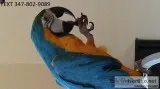 Nght blue and gold macaws sociable m/f