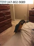 Szr blue and gold macaws friendly m/f 