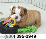 Yjktg purebred english bulldog puppies