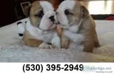  eryrt purebred english bulldog puppies