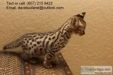 F2 savannah kittens for sale