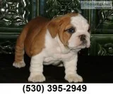 Retery cute english bulldog puppies