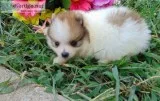 Adorable pedigree pomeranian puppies rea