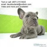 Blue french bulldog puppy for sale