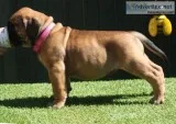Bullmastiff puppy