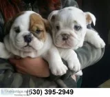 Ewtrt playful english bulldog puppies