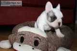 Akc french bulldog puppies for adoption