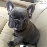 French bulldog puppies for adoption
