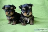 Yorkshire terrier puppies 