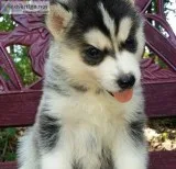 Siberian husky puppies