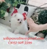 Abigail pocketbook pomeranian ready to g