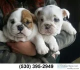 Gfhht 2 english bulldog puppies raedy nw