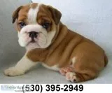 Jurd affordable english bulldog puppies