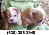 Dfrt male/female english bulldog puppies
