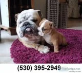 Ghh male/female english bulldog puppies