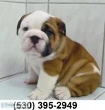 Fged affordable english bulldog puppies