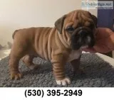 Mbng affordable english bulldog puppies