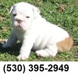 Jkjtyg very cude english bulldog puppies
