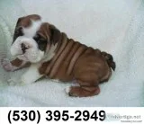 Ntfgf very cude english bulldog puppies