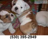 Hgjkh baby english bulldog puppies avail