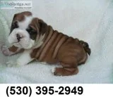 Rdhn 2 english bulldog puppies raedy nw
