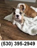 Dftgh very cude english bulldog puppies