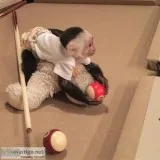 Gorgeous baby capuchin monkeys