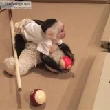 Finger marmoset and capuchin monkeys