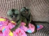 3month old finger marmoset monkeys