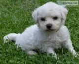 Dfsg bichon frise for sale