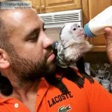 Capuchin monkeys 703382771