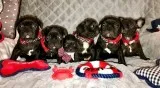  french bulldogs puppies
