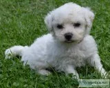 Gett bichon frise for sale