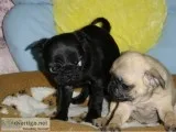Cute pug puppies for sale 