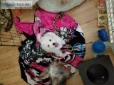 Bichon puppy
