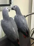 Stunning african grey