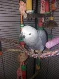 Lovely african grey
