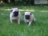 Healthy pug/ puppies ready