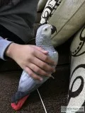 Parrot african grey