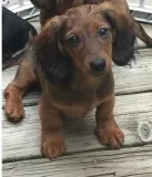 Quality dachshund puppies for sale