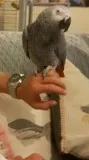 African grey parrot for sale