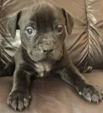 Pitbull puppies ready for new home