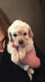 Toy poodle puppies ready to leave