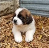 Healthy saint bernard pups