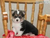 Reliable pembroke puppies