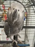 African grey parrot tame n talking inc c
