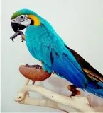 Macaw baby 4 months old for sale 