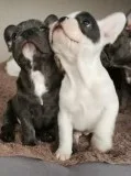 French bulldog puppies available