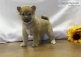Beautiful and lavishly shiba inu puppies