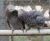 Beautiful hand reared baby african grey